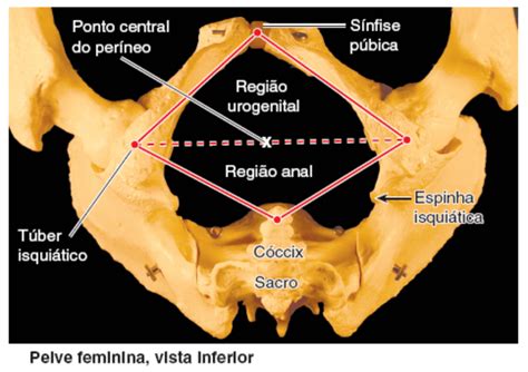 Delimitazione anatomica del perineo