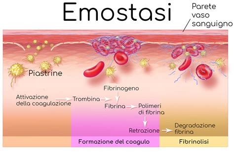 rappresentazione microscopica delle piastrine e del processo di emostasi