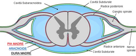 diagramma anatomico della colonna vertebrale e dello spazio epidurale