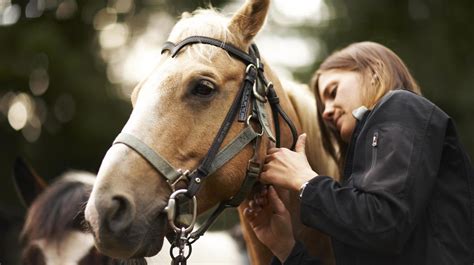 Cavallo in interazione con l'uomo