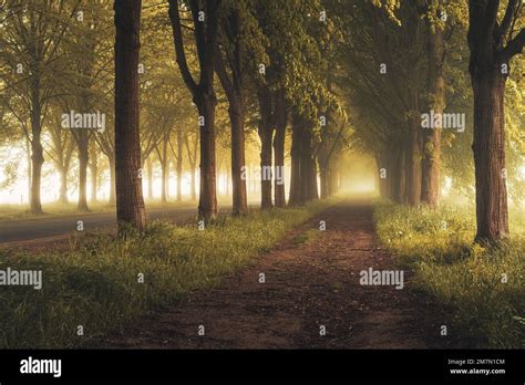 rappresentazione grafica di un sentiero naturale che conduce verso la luce