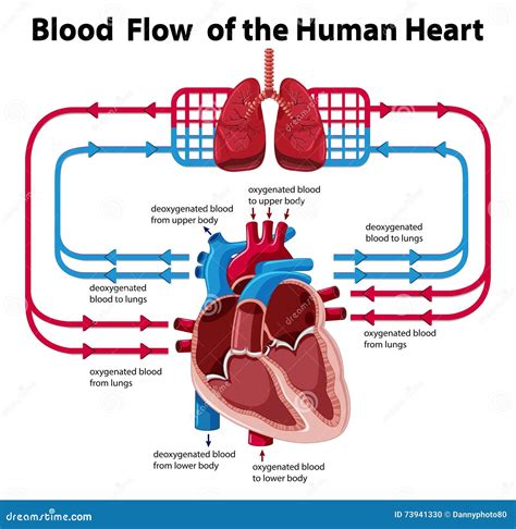 schema grafico del flusso sanguigno cardiaco visualizzato tramite Doppler colore