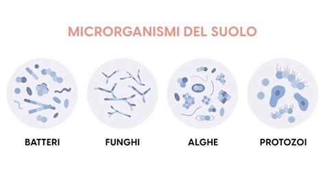 Microscopio che osserva microrganismi nel suolo