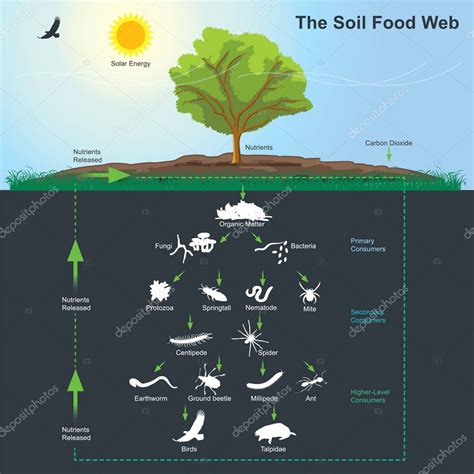 Diagramma che illustra la Soil Food Web
