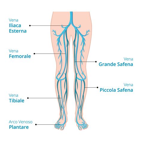 Diagramma del sistema venoso degli arti inferiori con vene superficiali e profonde