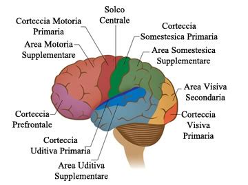 Diagramma dei circuiti cerebrali coinvolti nel risveglio