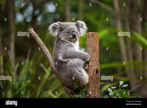 Koala su un albero di eucalipto