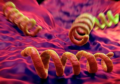 rappresentazione microscopica del batterio Treponema pallidum