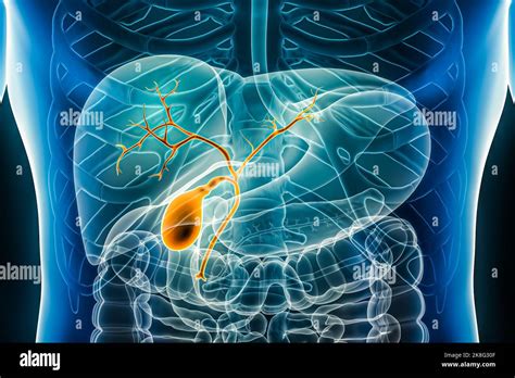 schema anatomico del sistema biliare umano