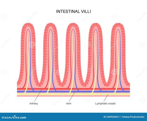 Illustrazione del prelievo dei villi corionici