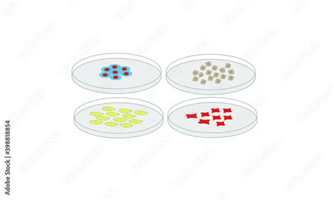 Piastra di coltura con cellule fetali