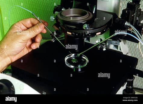 Microscopio per ICSI