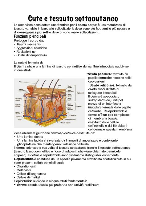 anatomia del tessuto sottocutaneo