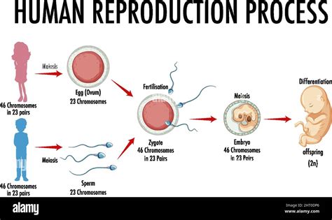 Diagramma della riproduzione umana in provetta nel Mondo Nuovo