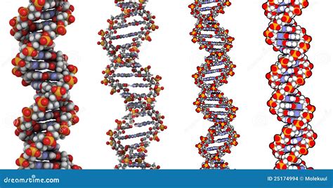 Struttura del DNA