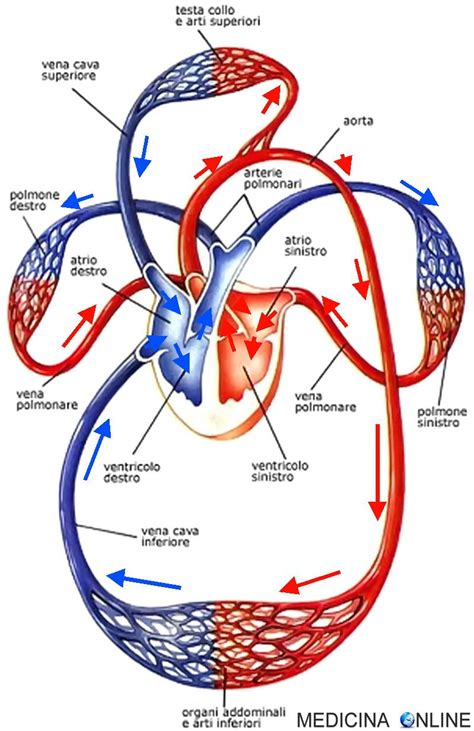 Schema della circolazione feto-placentare