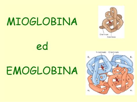 Confronto delle curve di legame dell'ossigeno per Mioglobina ed Emoglobina