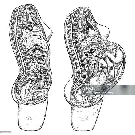 Illustrazione anatomica del seno femminile durante la gravidanza