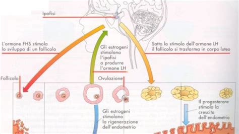 Infografica sui tubercoli di Montgomery e la loro funzione