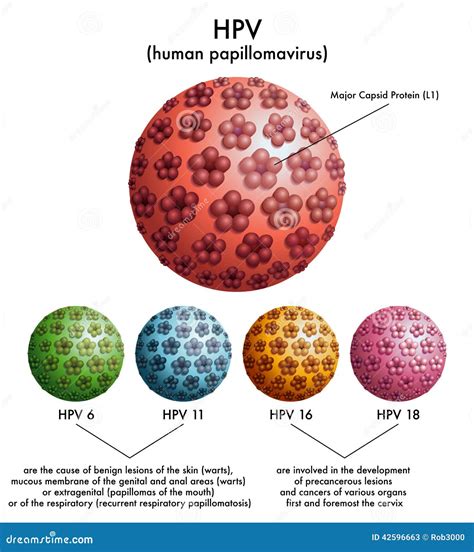 Struttura del Papillomavirus Umano (HPV)