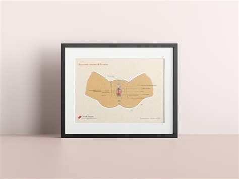 Anatomia vulvare