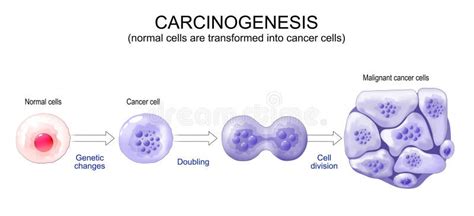 Carcinogenesi HPV-correlata