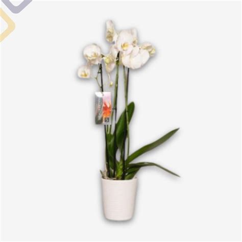Orchidea bianca a due rami