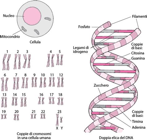 DNA canino struttura