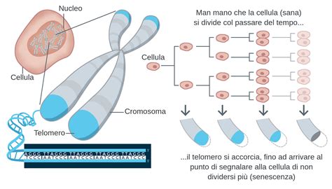 Telomeri DNA