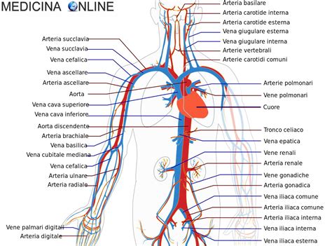 Schema del corpo umano che mostra la compressione della vena cava inferiore