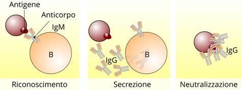 Infografica: La differenza tra anticorpi IgM e IgG nella risposta immunitaria