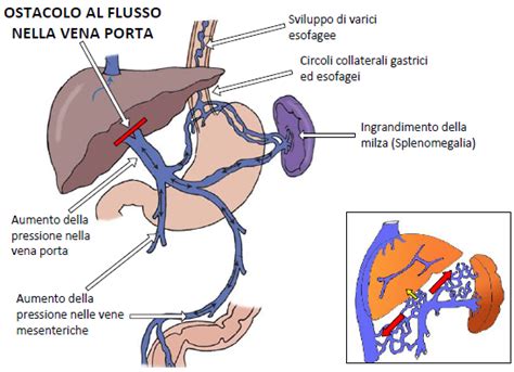 rappresentazione schematica del sistema venoso durante la gravidanza