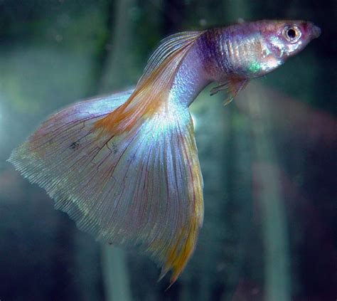 Femmina di guppy con macchia gravidica evidente