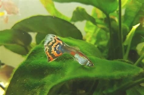 Avannotti di guppy che si nascondono tra le piante