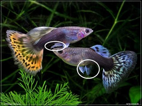 Confronto tra maschio e femmina di guppy con evidenza del gonopodio e della macchia gravidica