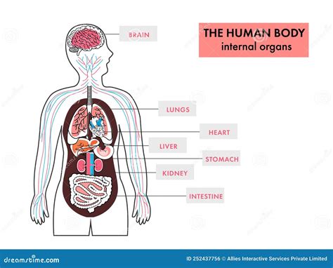 Schema organi interni fetali
