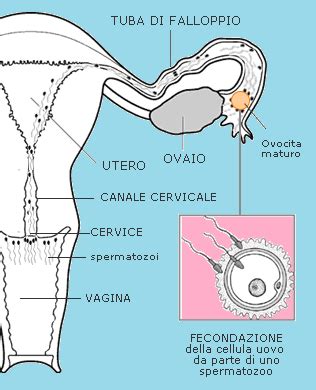 Percorso spermatozoi verso l'ovulo