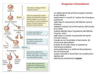 Oogoni che si differenziano in ovociti primari all'interno dell'ovaio fetale