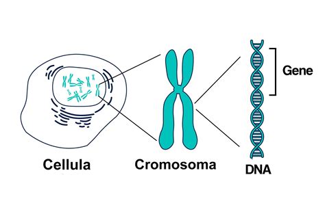rappresentazione stilizzata di DNA e geni con un cromosoma in evidenza