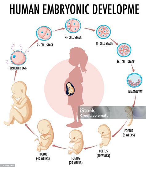 Diagramma che illustra i segnali TGF-beta e Activin A nello sviluppo embrionale precoce