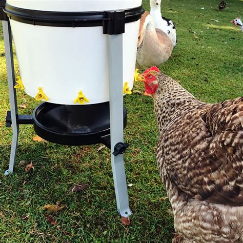 Galline che bevono da un abbeveratoio a goccia
