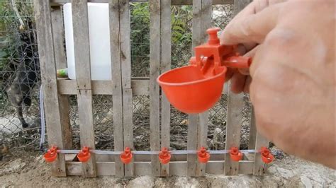 Pulizia di un abbeveratoio per galline