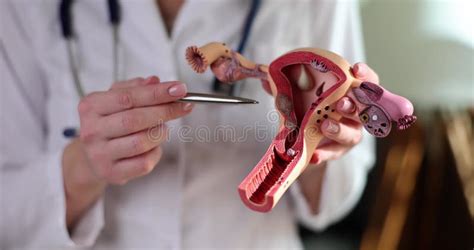 Struttura dell'utero femminile
