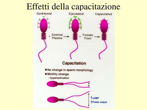 Capacitazione dello sperma