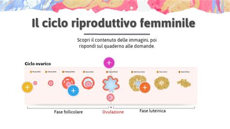 Ciclo riproduttivo femminile e menopausa