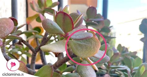 albero appena piantato con segni di stress e foglie appassite