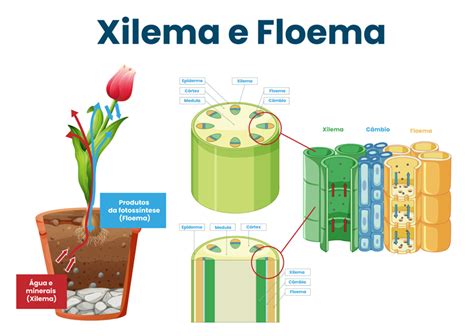 schema grafico del funzionamento dello xilema e dell'occlusione causata da patogeni