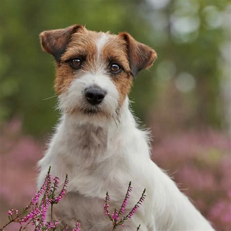 Persona che spazzola un Jack Russell Terrier