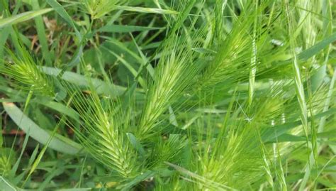 immagine dettagliata di un forasacco in un ambiente naturale