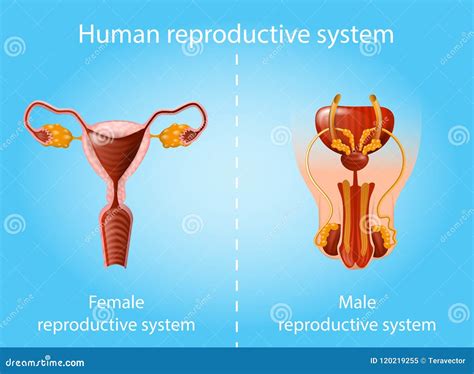 schema del sistema riproduttivo felino